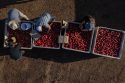Nectarine Battle California
