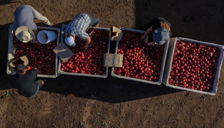 Nectarine Battle California