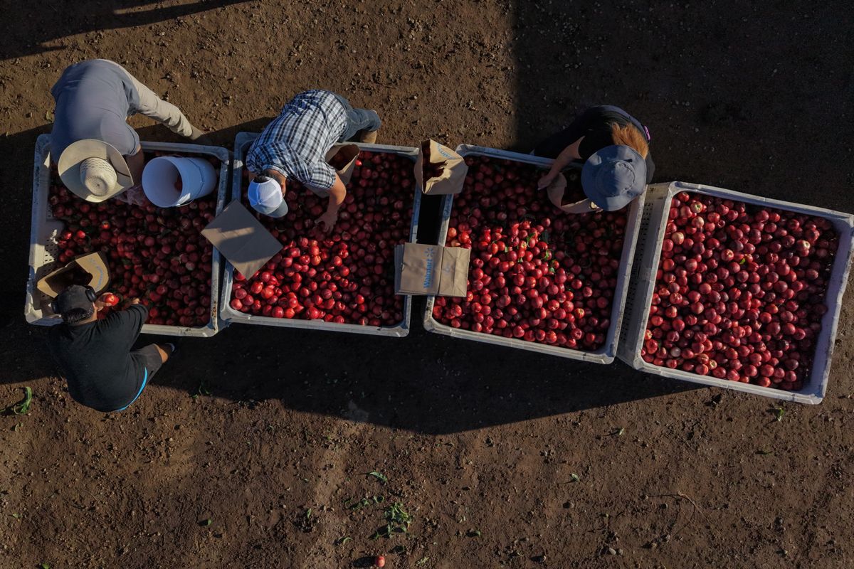 mymotherlode.com - AP News - California farmer and food marketer spar over who can sell white nectarines