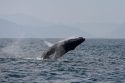 Brazil Humpback Whales