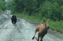 Bear Chases Moose