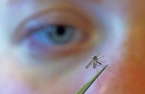 West Nile Virus