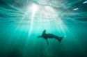 Sea Lions Harassment California
