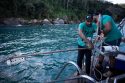Brazil Sharks