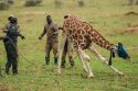 APTOPIX Uganda Giraffe Translocation