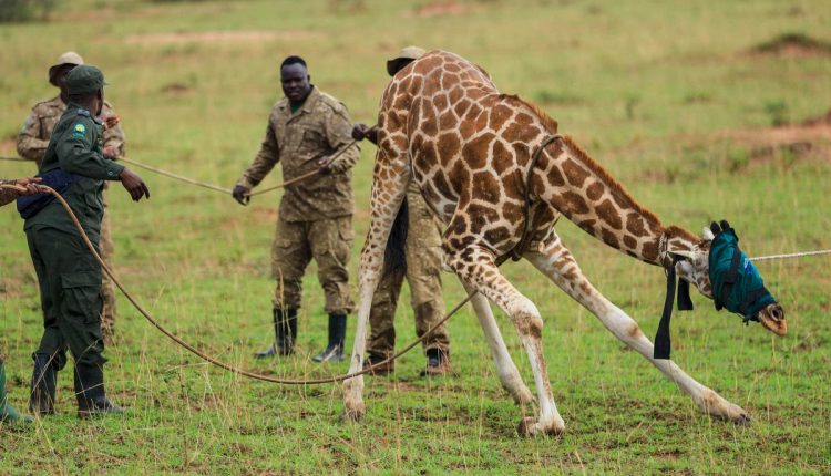 APTOPIX Uganda Giraffe Translocation