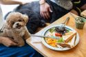 Hong Kong Dogs In Restaurants