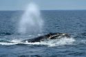 Right Whale Protection