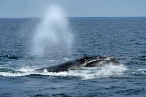 Right Whale Protection