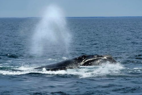 Right Whale Protection
