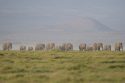 Kenya Elephants