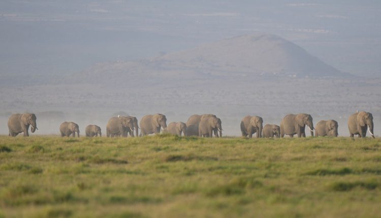 Kenya Elephants