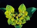 Euphorbia-oblongata_oblong-splurge_JM-DiTomaso