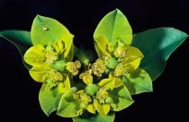 Euphorbia-oblongata_oblong-splurge_JM-DiTomaso