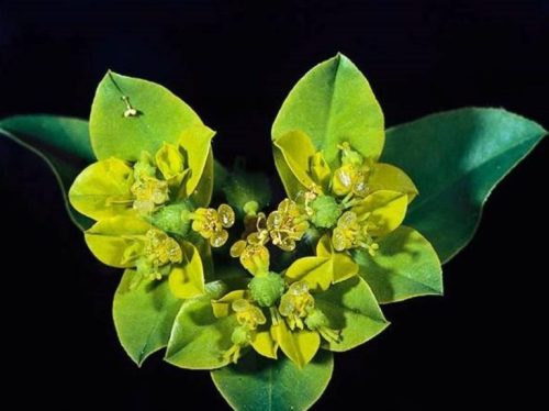 Euphorbia-oblongata_oblong-splurge_JM-DiTomaso