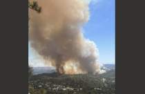 Dove Fire in Sonora - Karen Jensen Photo