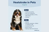 American Veterinary Medical Association dog heatstroke signs graphic