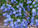 California Lilac