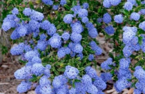 California Lilac
