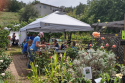 8/1/2026 Picture taken by Tuolumne Master Gardener Rachel Oppedahl, Master Gardener Demonstration Garden Plant Sale. Next Plant Sale will be 5/1/2027