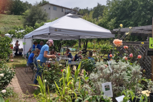 8/1/2026 Picture taken by Tuolumne Master Gardener Rachel Oppedahl, Master Gardener Demonstration Garden Plant Sale. Next Plant Sale will be 5/1/2027