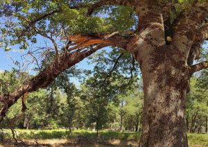 Summer Weather Brings Risk Of Sudden Branch Drops From Yosemite’s Oak Trees