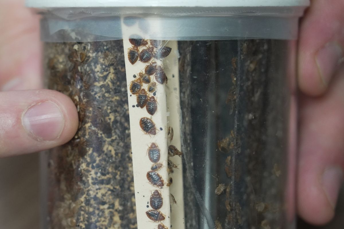 Bedbugs can cause people to lose sleep — and blood. Here’s what to do ...