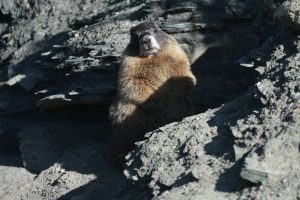 Marmots Climate Research