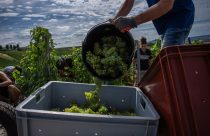 France Champagne Harvest