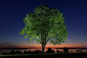 Bringing Back The Elm