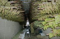 Afghanistan Grapes to Raisins
