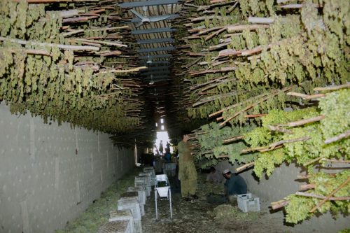 Afghanistan Grapes to Raisins