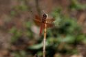 California Dragonflies