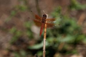 California Dragonflies
