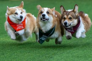 Lithuania Corgi Race