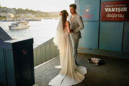 Turkey Istanbul's Cats