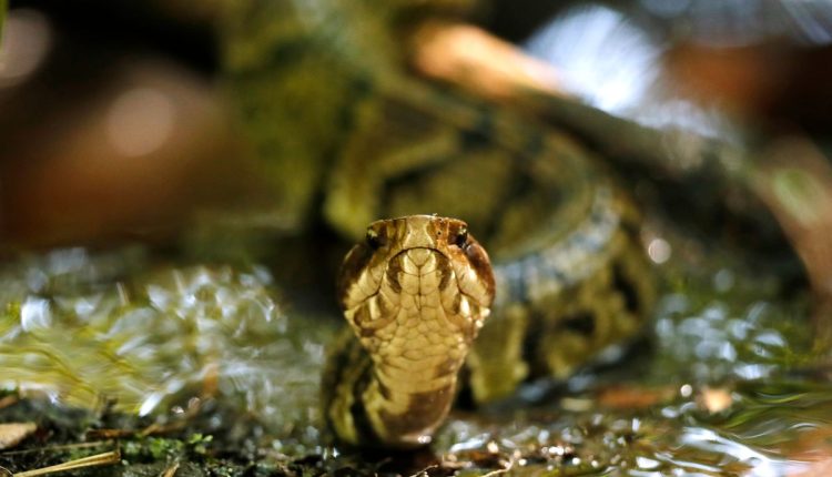 Snake in Helmut