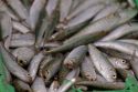 South Africa Dead Sardines