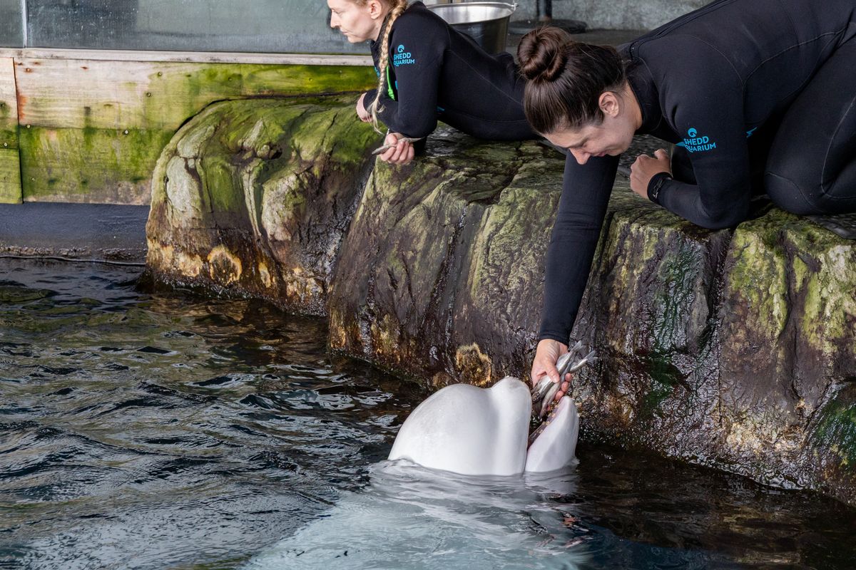 Beluga whale dies at Chicago aquarium days after coming from Canada park in rescue effort