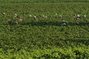Italy Early Wine Harvest Photo Gallery