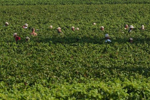 Italy Early Wine Harvest Photo Gallery