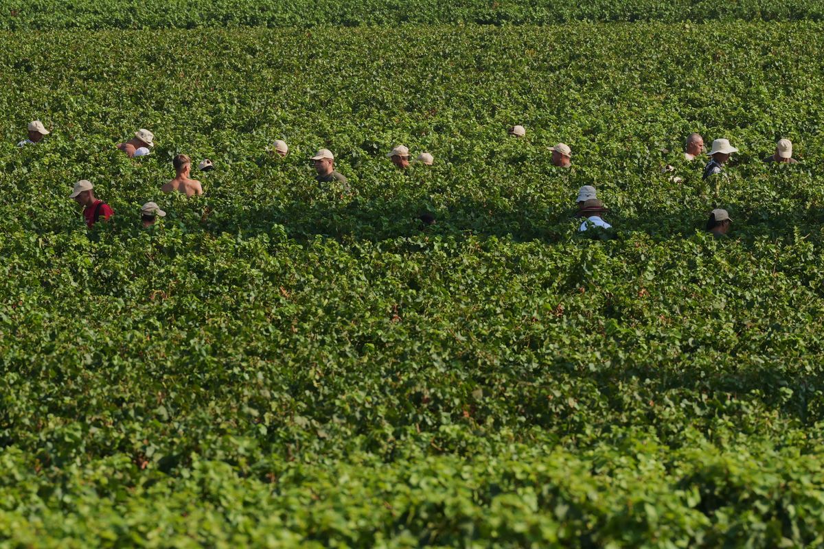 mymotherlode.com - AP News - Extreme heat is reshaping Italy's sparkling wine industry with early harvests and nighttime picking