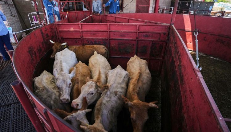 Mexico’s ranchers look north to the US as screwworm ban nears end, in photos