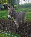 Germany Aggressive Donkey