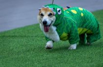 Lithuania Corgi Race
