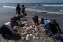 Catching stingrays and treating their victims on Southern California beaches, in photos