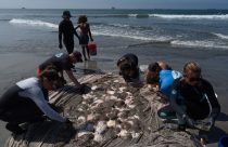 Catching stingrays and treating their victims on Southern California beaches, in photos