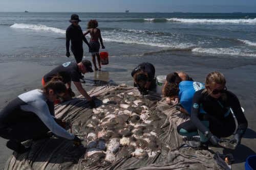 Catching stingrays and treating their victims on Southern California beaches, in photos