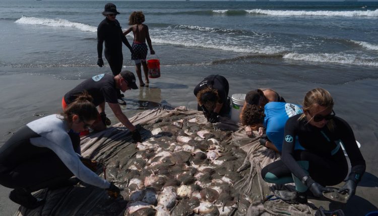 Catching stingrays and treating their victims on Southern California beaches, in photos