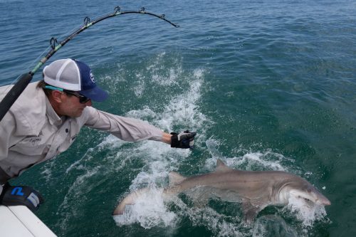 Sharks Hamptons